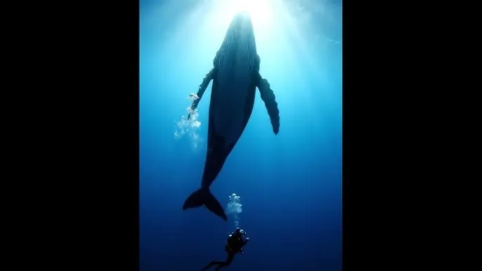 野花社区WWW在线全网 - 深蓝星球：探索海洋深处的未知世界